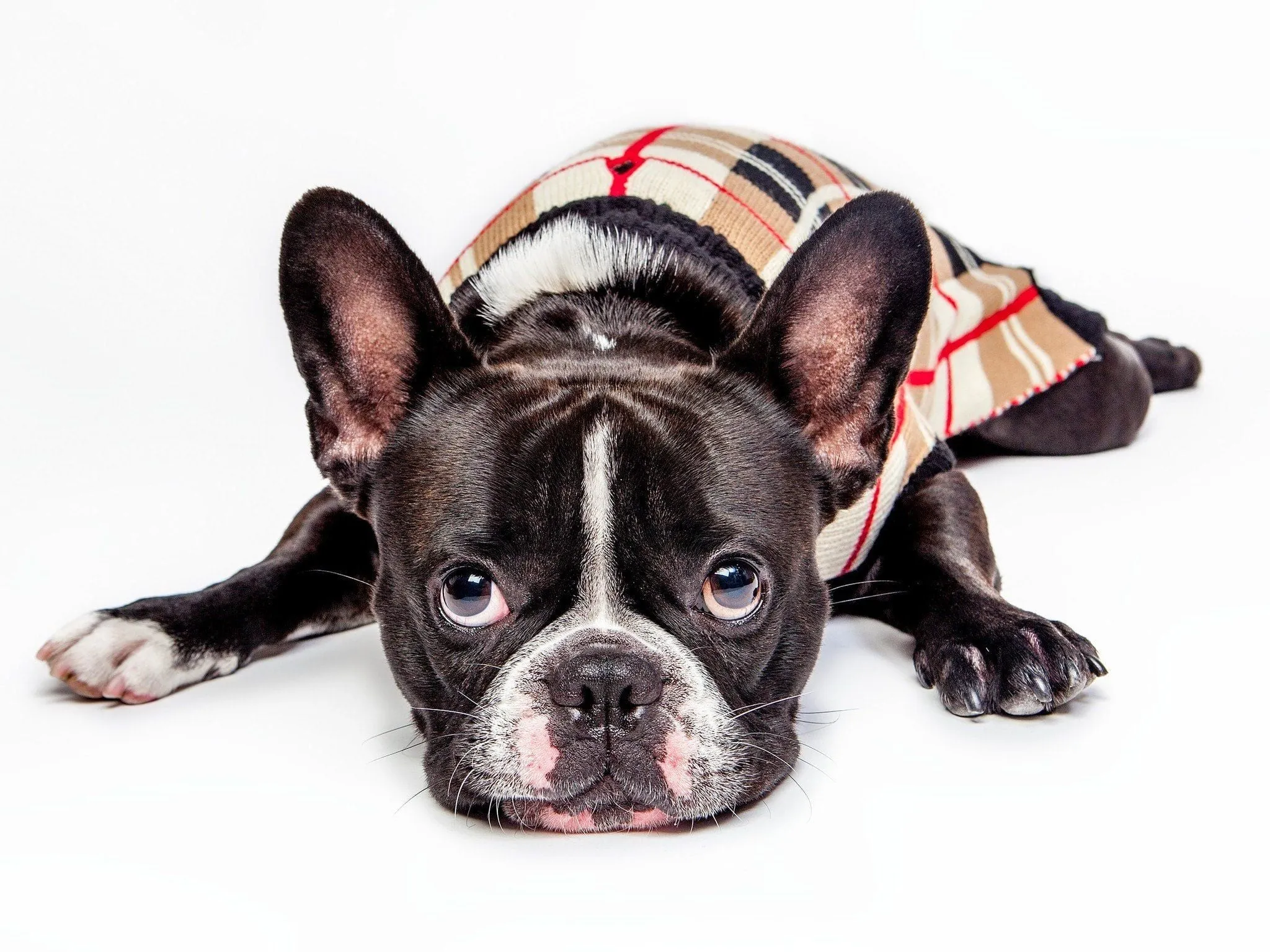 Plaid Dog Sweater